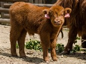 Poslední přírůstek ostravské zoologické zahrady: tele skotského náhorního skotu. Poslední přírůstek ostravské zoologické zahrady: tele skotského náhorního skotu.