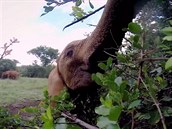 Takto zblízka byste se bez šikovné kamery na hodování slůňat v koruně stromu... Takto zblízka byste se bez šikovné kamery na hodování slůňat v koruně stromu...