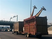 Snímek řidiče Thinuse Bothy, který transport žiraf zachytil chvíli před nárazem... Snímek řidiče Thinuse Bothy, který transport žiraf zachytil chvíli před nárazem...