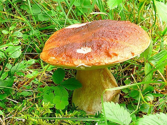 Stačí ujít pár kroků a jste v lese plném hub Stačí ujít pár kroků a jste v lese plném hub