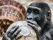 Kiburi se pravděpodobně právě snaží vydolovat obsah míče jazykem, proto to... Kiburi se pravděpodobně právě snaží vydolovat obsah míče jazykem, proto to...
