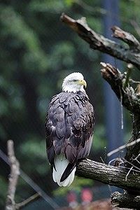 V sobotu 4. října se v brněnské zoo slavnostně otevře Africká vesnice Samburu.... V sobotu 4. října se v brněnské zoo slavnostně otevře Africká vesnice Samburu....