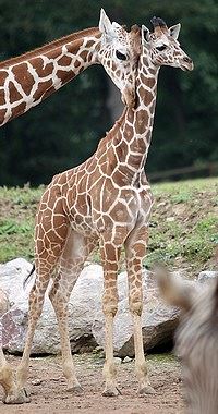 V sobotu 4. října se v brněnské zoo slavnostně otevře Africká vesnice Samburu.... V sobotu 4. října se v brněnské zoo slavnostně otevře Africká vesnice Samburu....