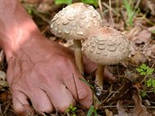 Začínají růst podzimní druhy, ale pořád najdete i bedly nebo třeba žampiony.... Začínají růst podzimní druhy, ale pořád najdete i bedly nebo třeba žampiony....