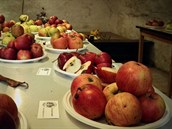 Míšenské, Chodské, Matčino nebo Bláhovo. Proč staré a krajové odrůdy ovocnáčů... Míšenské, Chodské, Matčino nebo Bláhovo. Proč staré a krajové odrůdy ovocnáčů...
