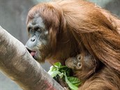 Aby mohla z kmene olízat sladkou přesnídávku, vyleze samice Mawar i s malou... Aby mohla z kmene olízat sladkou přesnídávku, vyleze samice Mawar i s malou...