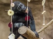 Nuru hodující na závěsech ze sušeného ovoce a čerstvé zeleniny Nuru hodující na závěsech ze sušeného ovoce a čerstvé zeleniny